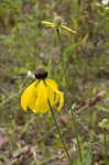 Pinnate prairie coneflower